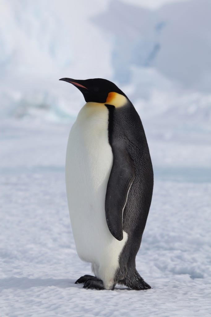 11:4:2015 penguincloseup