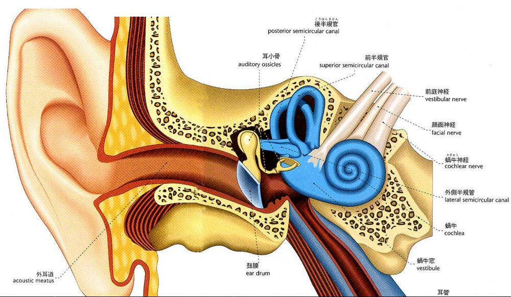 中耳構造